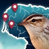 Birds Routes