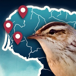 Birds Routes