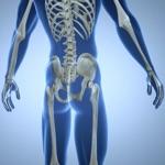 Skeletal System Quiz Trivia