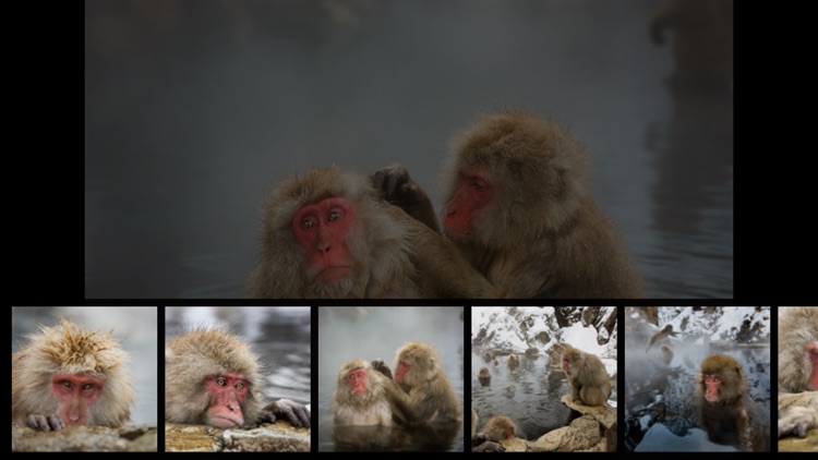 Japanese Macaques screenshot-3