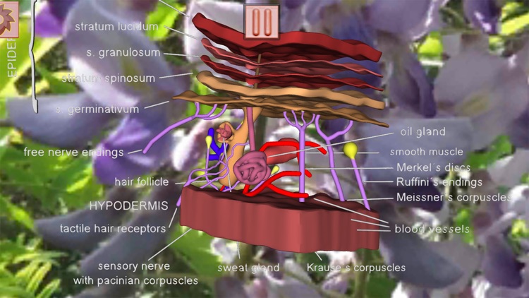 Bioanim Complete screenshot-9