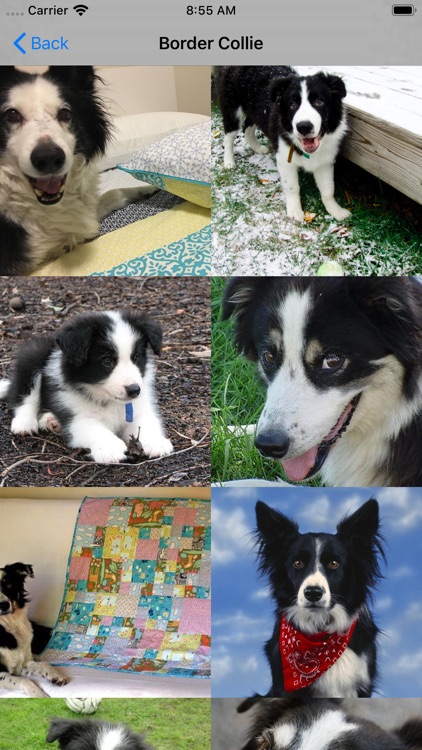 Dog Breed AI Classifier screenshot-3