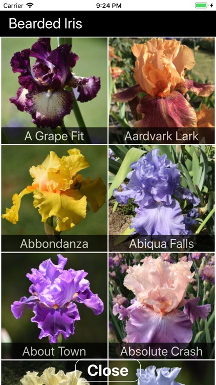 Instant Iris screenshot-5