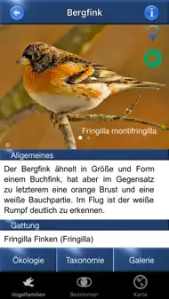 Vogel Id Schweiz iphone bilder 3