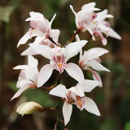 Wild Orchid กล้วยไม้ป่า Читы
