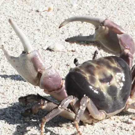 Crabhome Читы