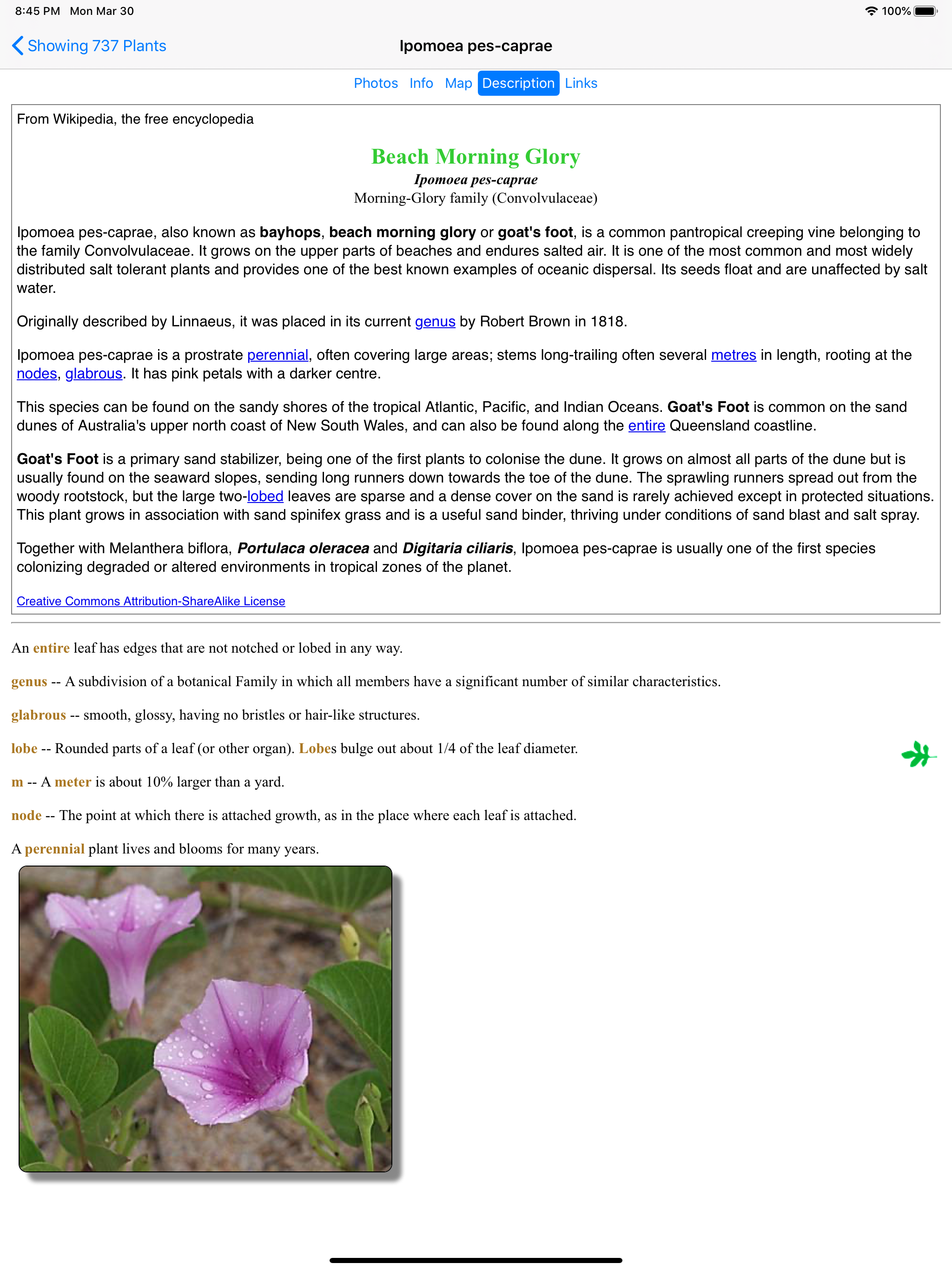 Hawaii Plants