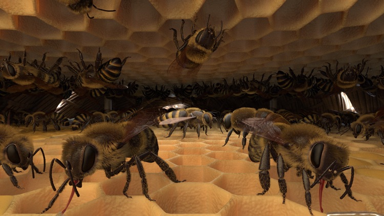 Honigbiene VR