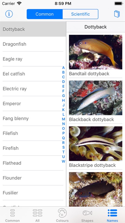 Oman Fish ID screenshot-9