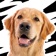 Linkin Bark - Dog Stickers app icon - Stickers app for iPhone