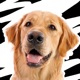 Linkin Bark - Dog Stickers app icon - Stickers app for iPhone