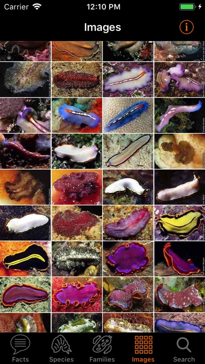Marine Flatworms ID screenshot-4
