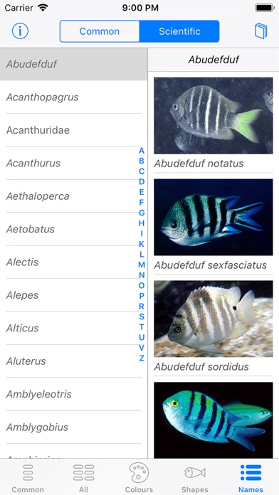 Oman Fish ID Screenshot
