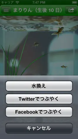 Game screenshot The Marimo hack