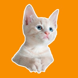 Cute Kitten Photos Puzzle