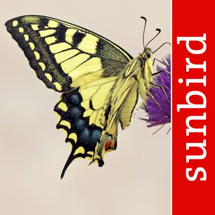 Schmetterling Id - Tagfalter Cheats