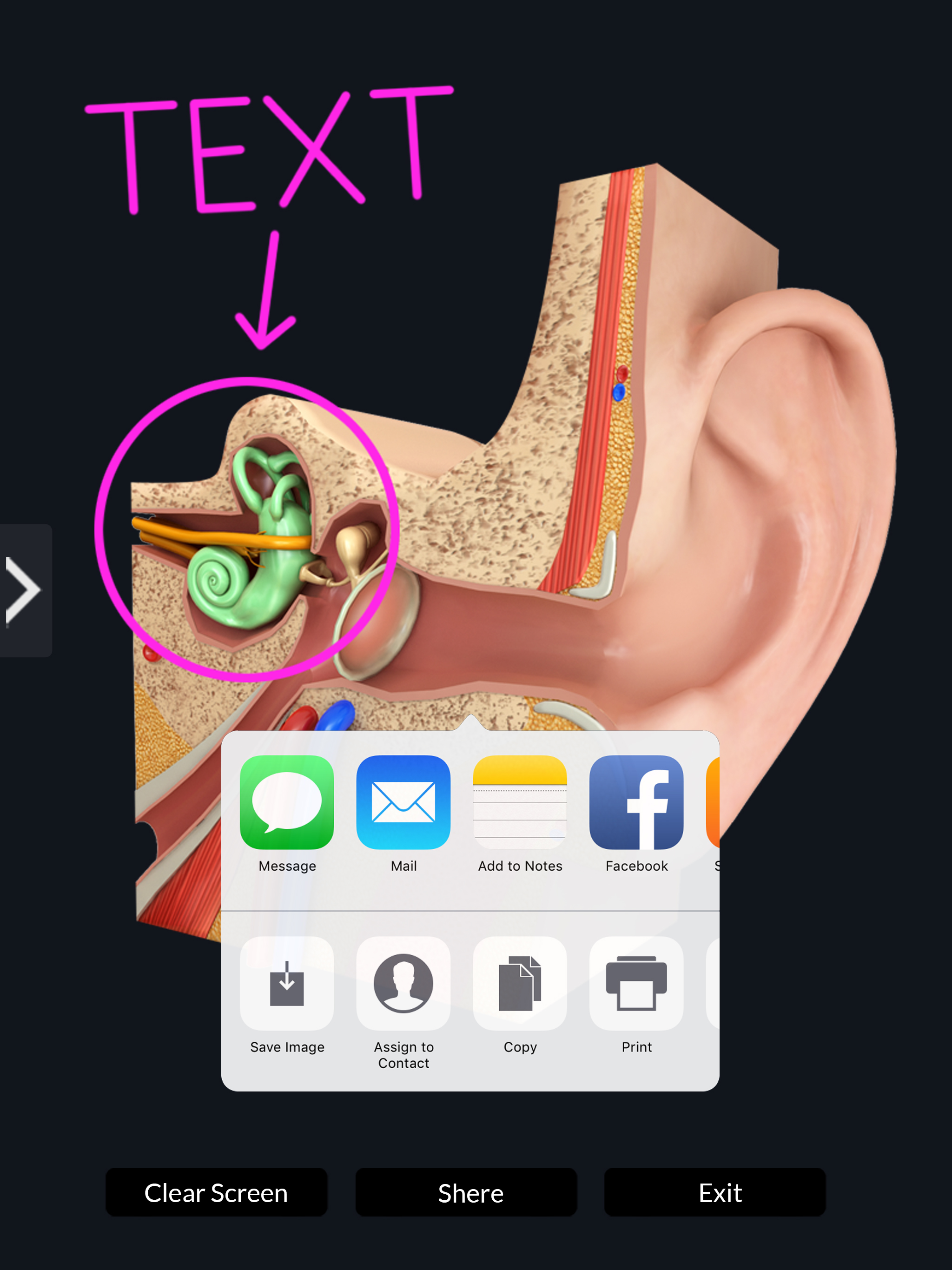 My Ear Anatomy screenshot 11
