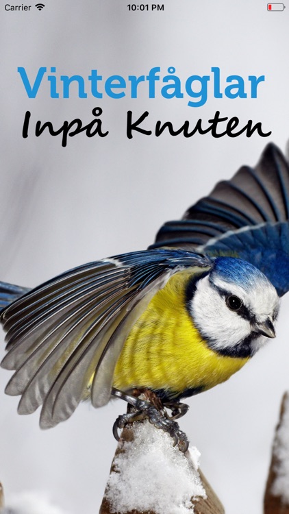 Vinterfåglar Inpå knuten.