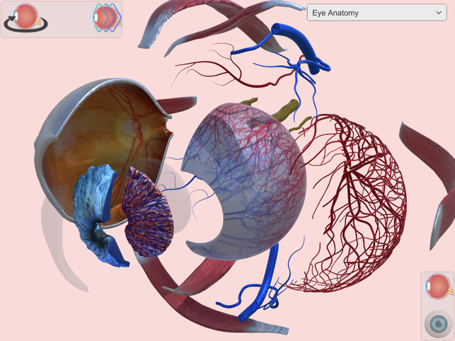 ‎Eye Anatomy Atlas Screenshot