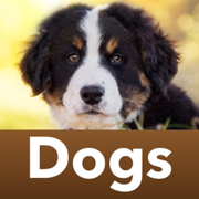 Dog breeds Guess the Dogs Quiz