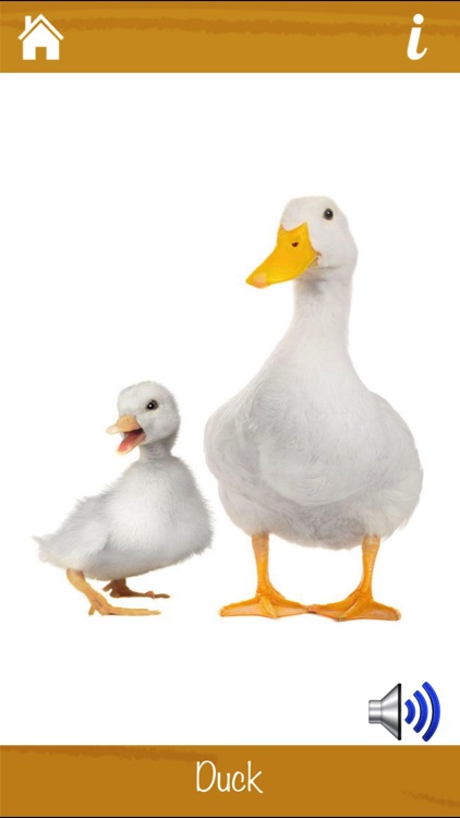 Learn Animals and Sounds screenshot-3