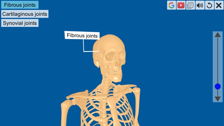 Joints: The Human Levers