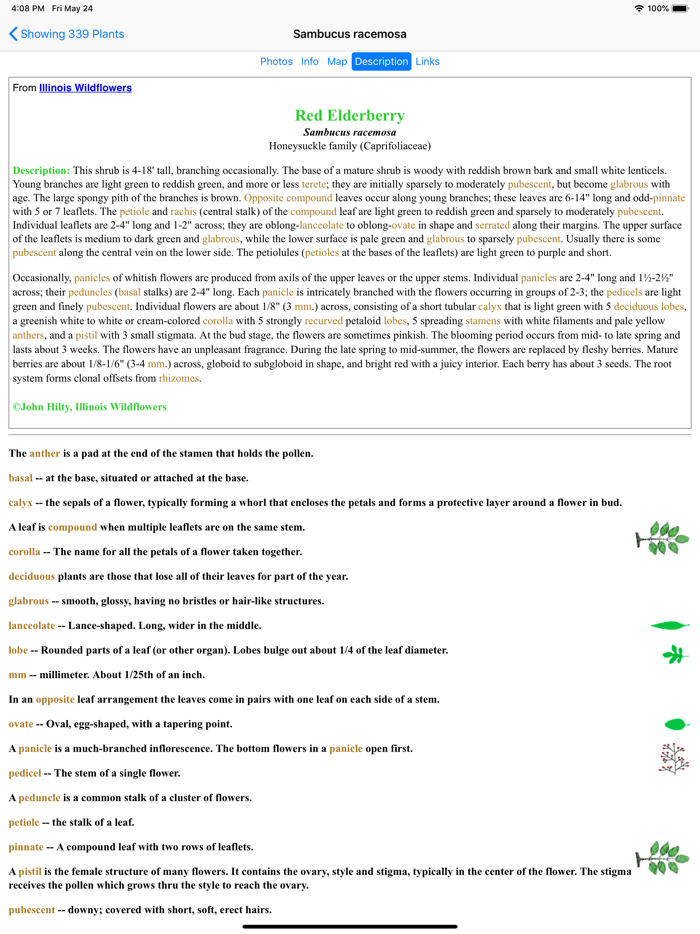 Michigan Wildflowers