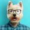 Welcome to Toppy, the application that lets you bring your favorite pet pictures to life
