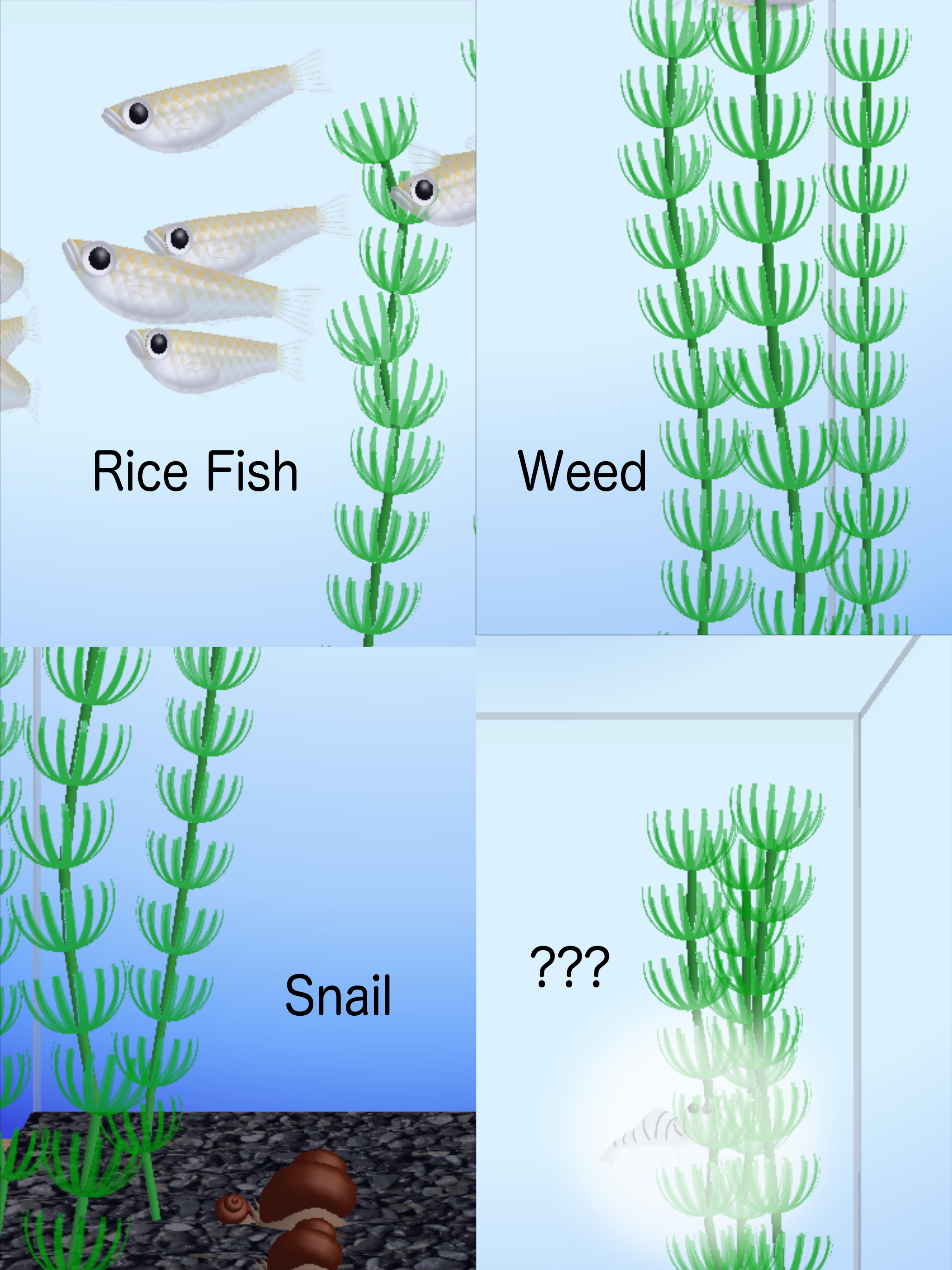 Rice Fish
