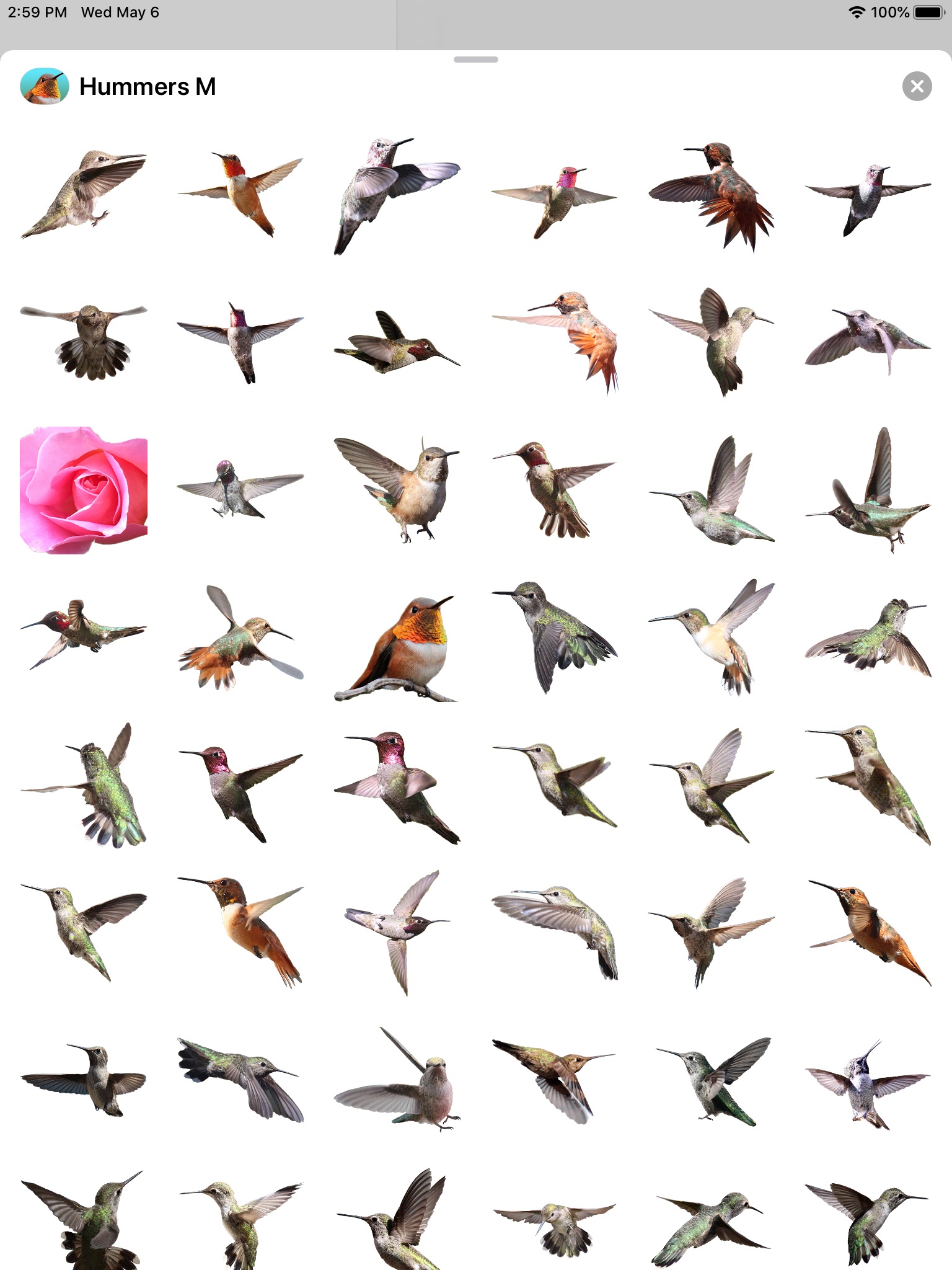 Hummingbirds - Medium (Retina) screenshot 3