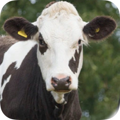 Herd Master:  Dairy Management