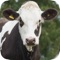 Herd Master is a livestock management for cattle dairies and beef cattle herds