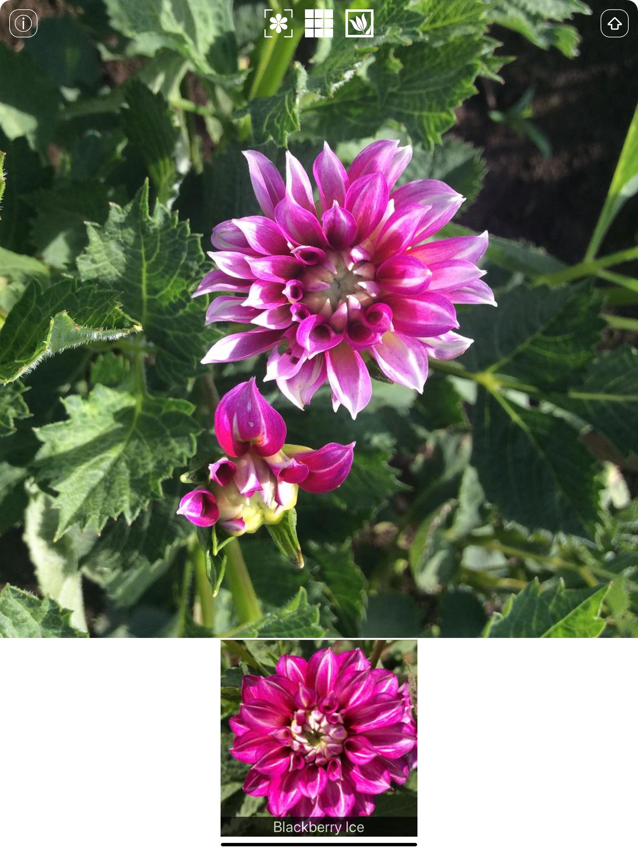 Instant Dahlia