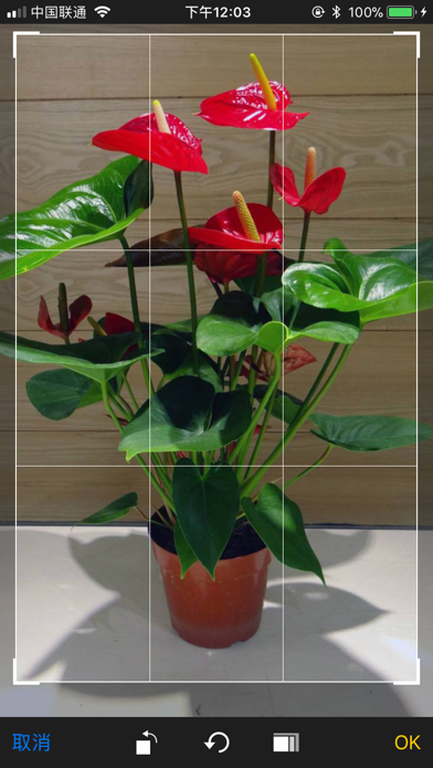 识花 - 拍照识别植物花卉 screenshot