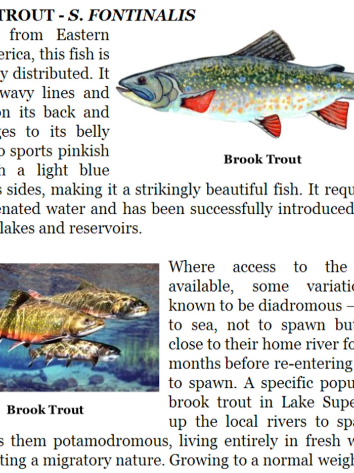 Fly Fishing Encyclopedia Paid