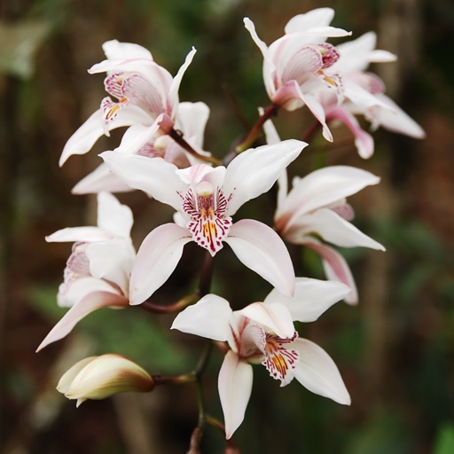 Wild Orchid กล้วยไม้ป่า Download