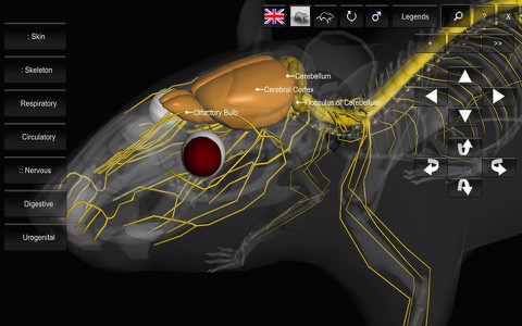 3D Rat Anatomyのおすすめ画像2