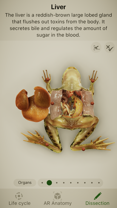 Froggipedia Screenshot 3