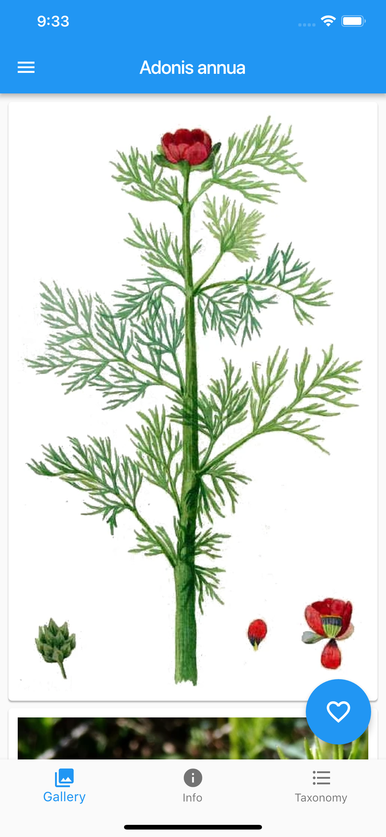 What's that flower?