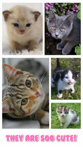 Cat Kitten Jigsaw Puzzle Games screenshot