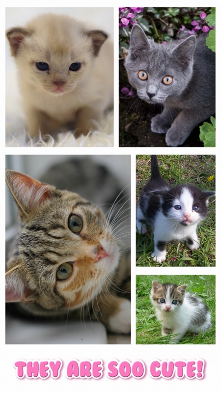 Cat Kitten Jigsaw Puzzle Games screenshot 2