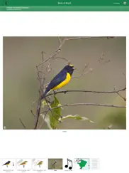 birds of brazil ipad resimleri 2