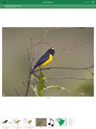 Birds of Brazil ipad bilder 1