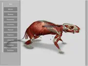 3d rat anatomy ipad images 2