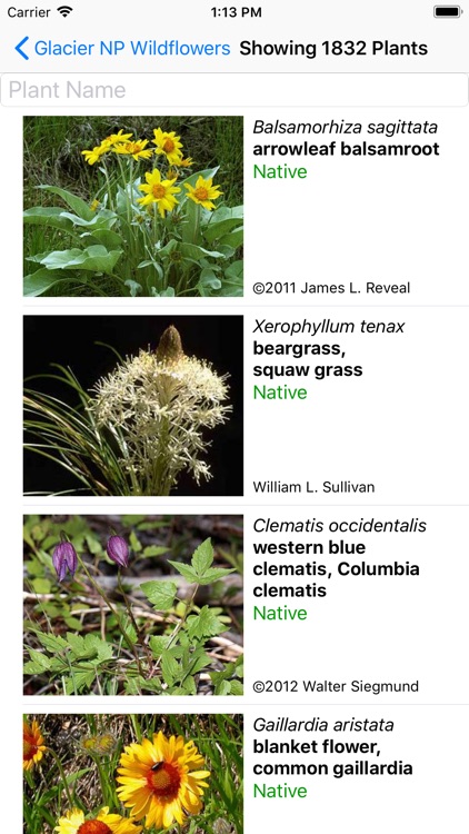 Glacier Wildflower Search