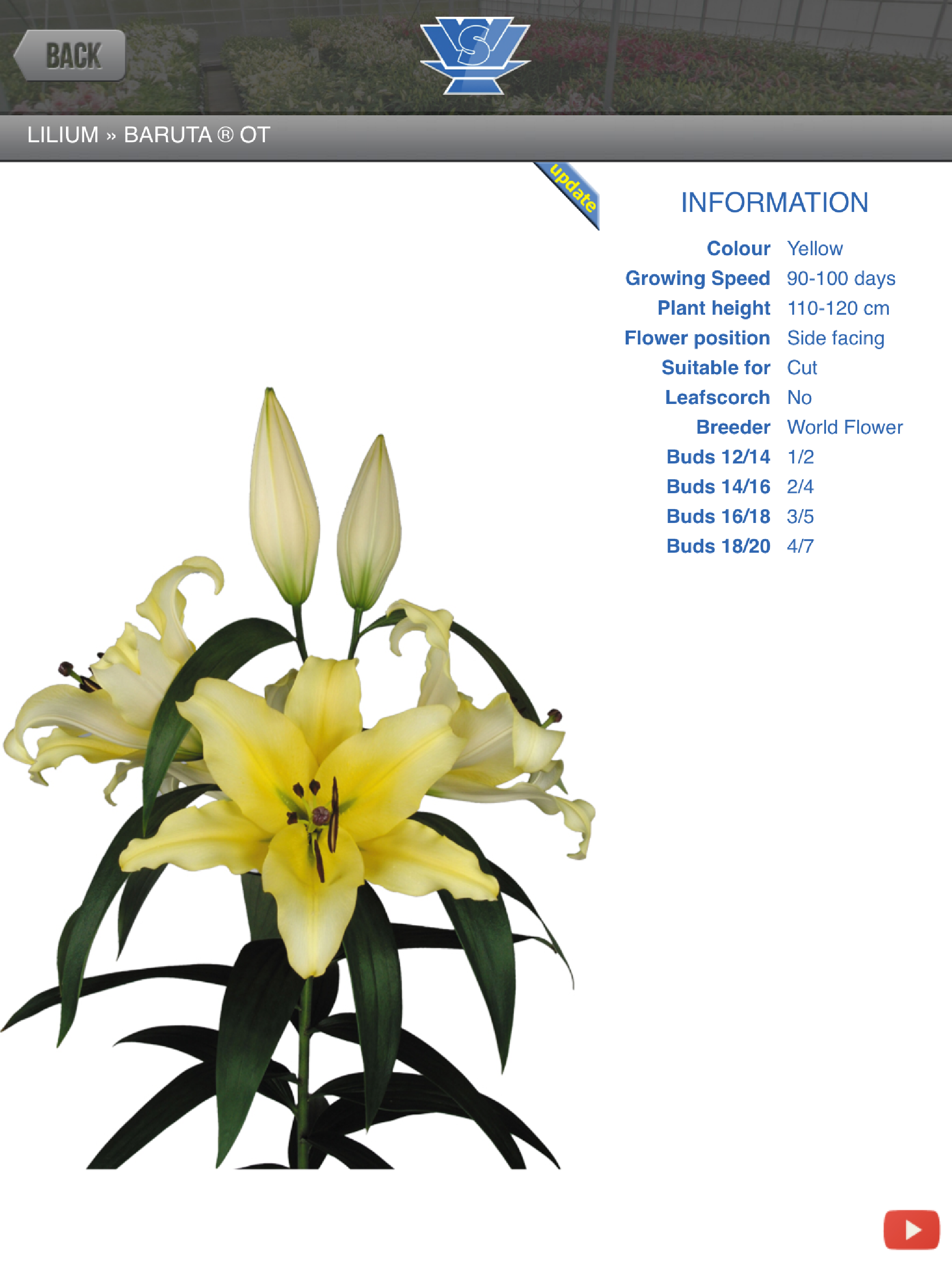 Flower Bulb Pics and Info