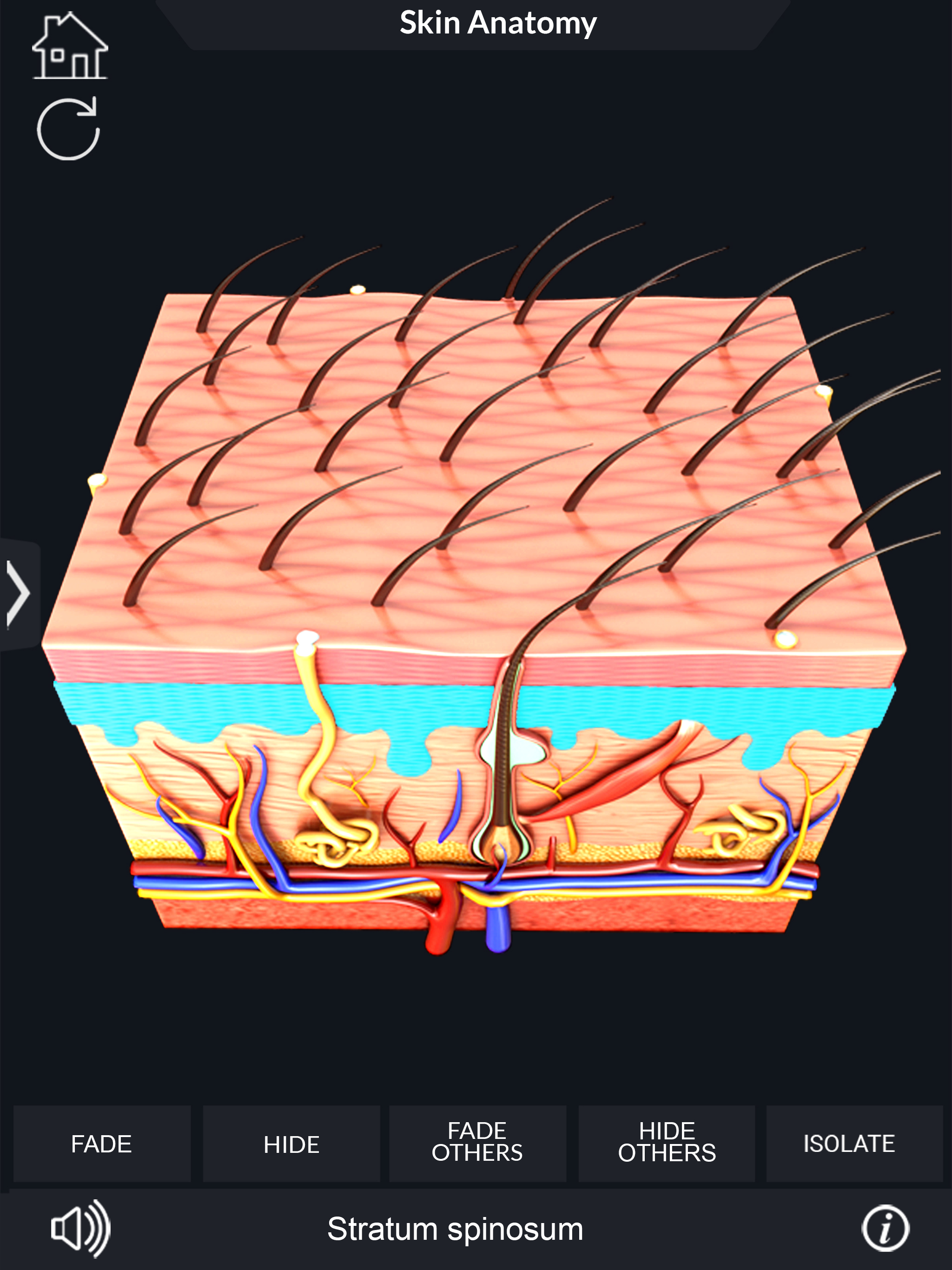 My Skin Anatomy