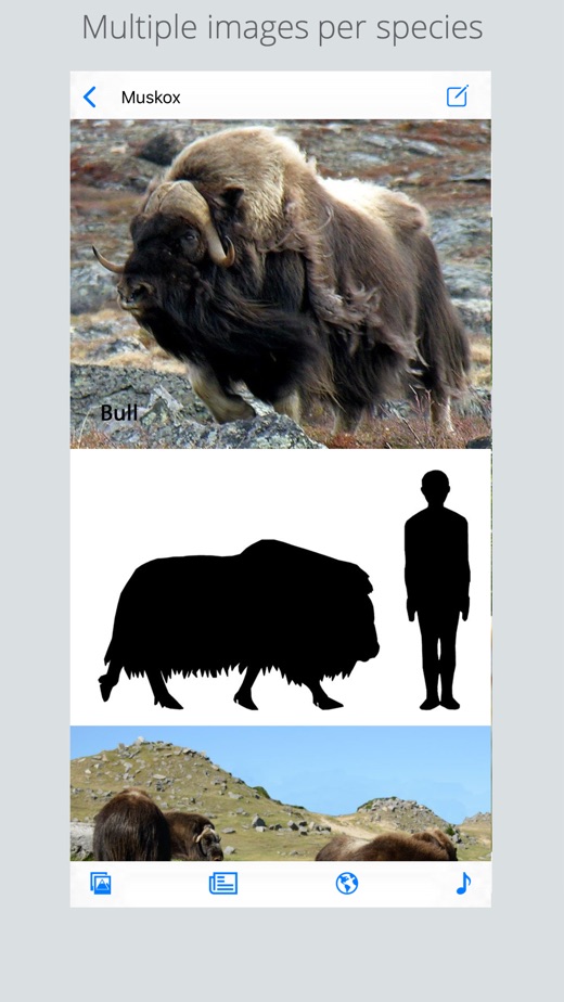 【图】Stuarts European Mammals(截图3)