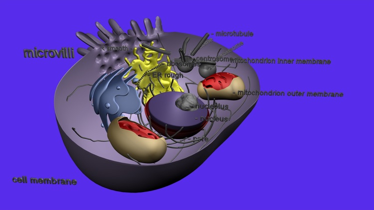 Cell Structure in 3D