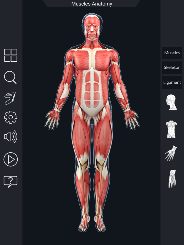 My Muscle Anatomy